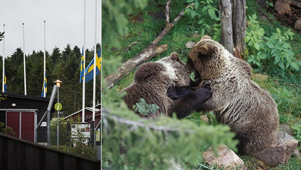 En 18-årig djurskötaren dödades den 4 augusti 2017, i samband med en björnattack i Rovdjursparken i Orsa. Foto: Alloverpress