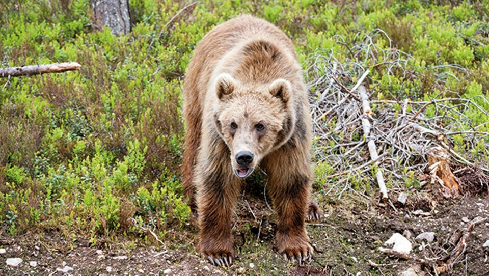 Det var den 4 augusti 2017 som en djurskötare anfölls av en björn i Orsa rovdjurspark. Foto: Ulf Palm / TT