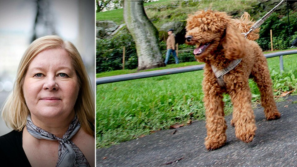Tiina Moilanen Demargne är webbredaktör på Arbetarskydd. Louis är en glad och lagom ouppfostrad dvärgpudel. Foto: Elsa Frizell och Jörgen Appelgren