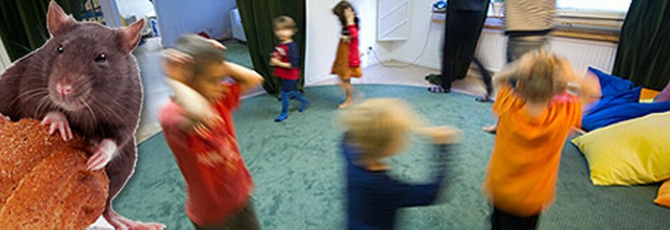 När råttorna intresserat sig för förskolebarnens knäckebröd var måttet rågat. (Bilden är ett montage. Barnen på bilden har inget samband med artikeln) Foto: Colourbox, Scanpix