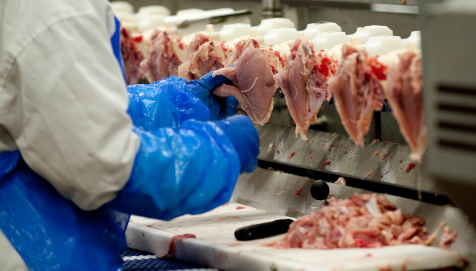 Kammarrätten gick på Arbetsmiljöverkets överklagan om åtgärder mot bakterier i kycklingproduktionen. Foto: Pontus Lundahl /TT