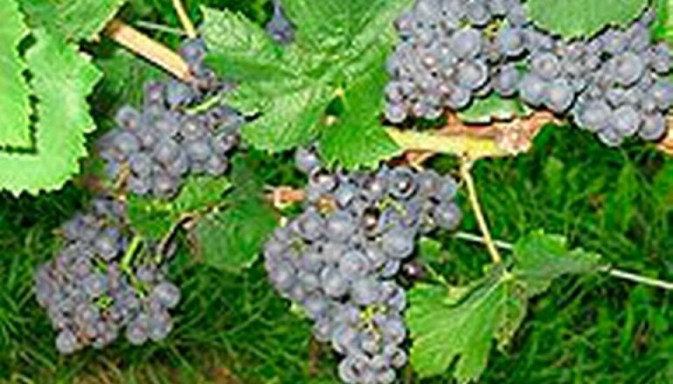 Jordbruk, till exempel vinodlingar är en av Frankrikes viktigaste näringar.
