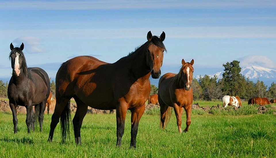 155 av djurolyckorna förra året orsakades av hästar.